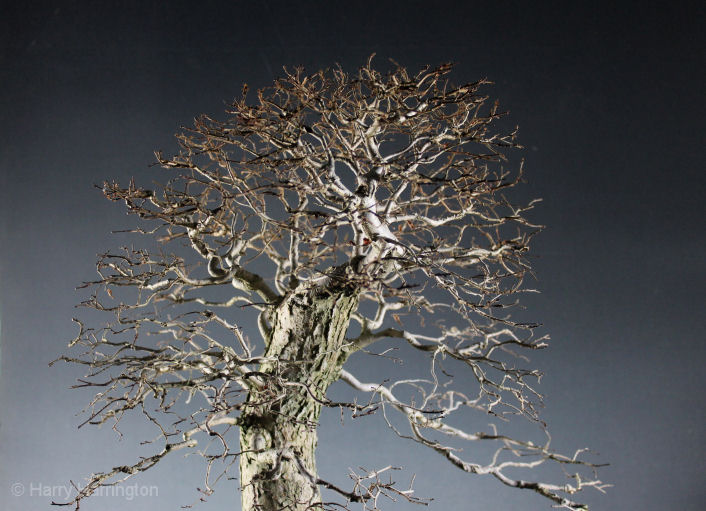 elm bonsai